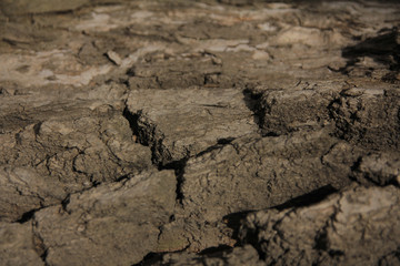bark of oak tree