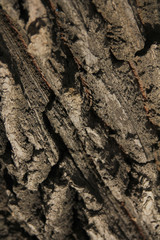 bark of oak tree
