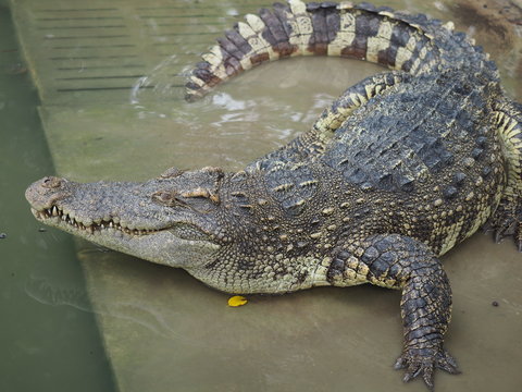 crocodile farm in Thailand