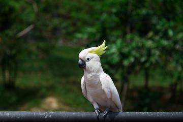 Cockatoo