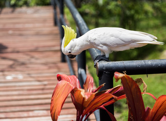 Cockatoo and red flower
