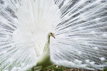 Portrait of a white peacock
