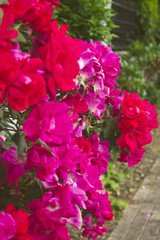 Bunch of red roses in the field