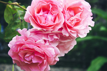 Bunch of pink roses