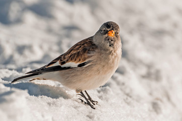 Little sparrow in the snow