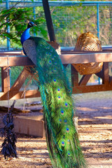 Obraz premium peacock