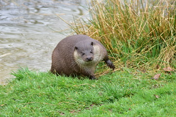 Otter