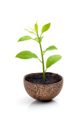 Young plant on white background