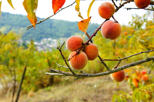 Zweige mit fast reifen Weinbergpfirsichen in den Weinbergen von Enkirch an der Mosel
