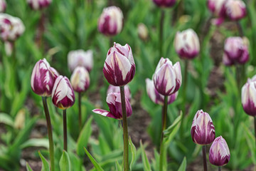 Purple and white tulips in a spring