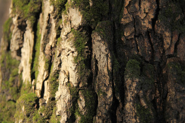 Oak bark