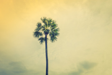 Coconut tree over blue sky .  ( Filtered image processed vintage effect. )