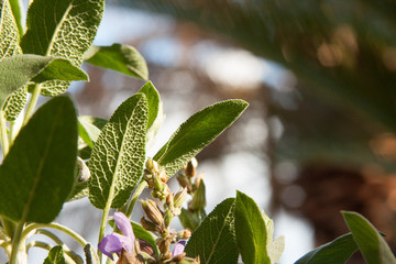 Salvia officinalis (Sage)