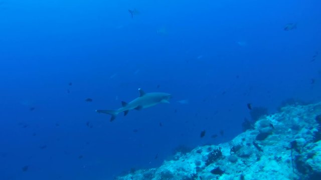 school of fish whitetip reef shark (Triaenodon obesus) In blue water, Indian Ocean, Maldives
