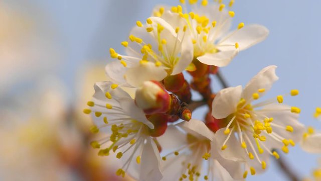 Beautiful spring apricot tree flowers blossom timelapse, extreme close up. Time lapse of fresh pink blossoming almond closeup. 4K UHD video