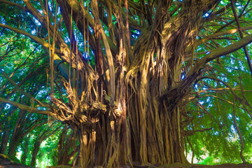 Giant banyan tree