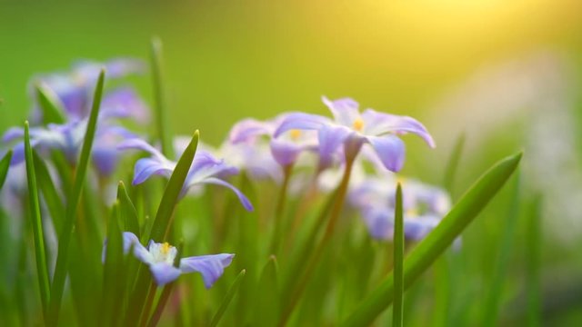 Snowdrop spring flowers. Beautiful spring nature background with blue blossoming flowers closeup. 4K UHD video 3840X2160 video