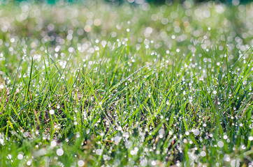 Small drops of dew on fresh green grass in the morning