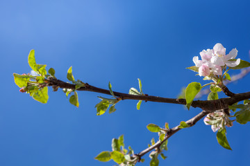 Pink and white apple blossom buds with background of branches