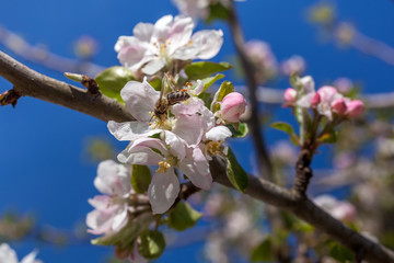 Pink and white apple blossom buds with bee