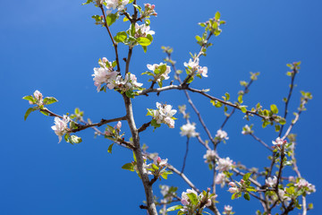 Pink and white apple blossom buds with background of branches