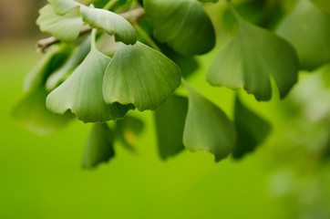 Green leaves of Ginkgo Biloba - healing plant, nature sunny background