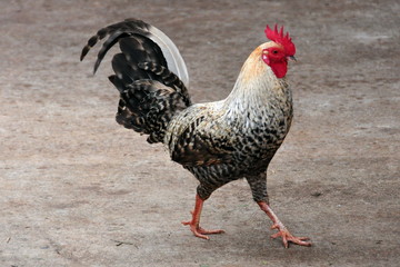 Bold Rooster