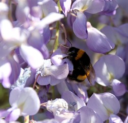 bourdon récoltant du pollen sur une glycine de chine