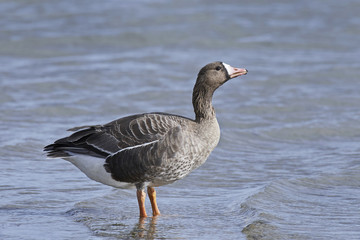 Greater white-fronted goose (Anser albifrons)