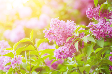 Branch of lilac flowers with the leaves and sunshine, natural seasonal spring background