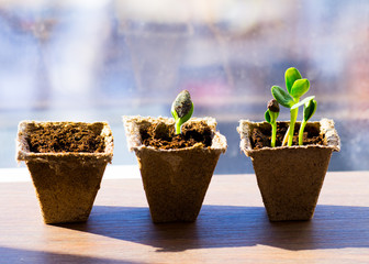 sizes of plants