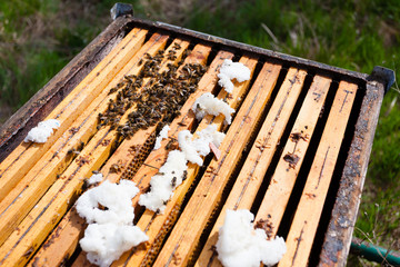 Open hive, beekeeping