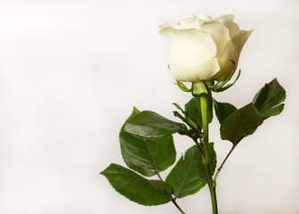 white rose