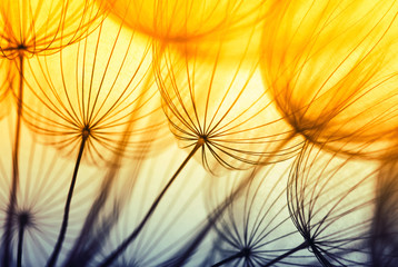  dandelion flower background © Alekss