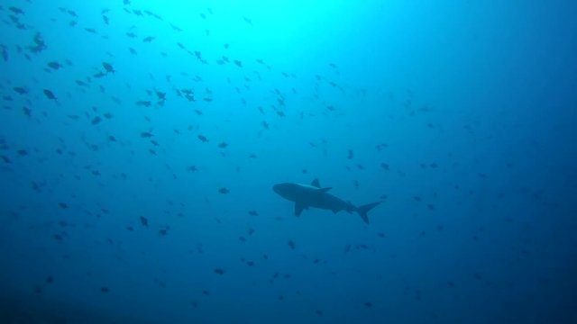grey reef shark (Carcharhinus amblyrhynchos) In blue water, Indian Ocean, Maldives
