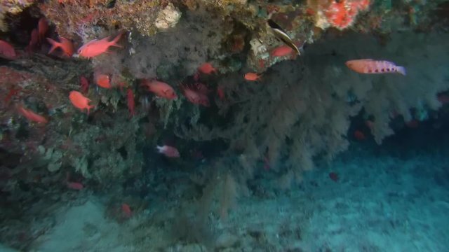  school of fish Pinecone Soldierfish (Myripristis parvidens) under a canopy of coral reef, Indian Ocean, Maldives
