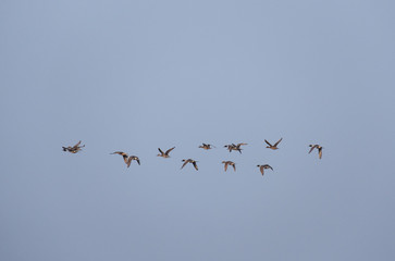 a flock of wild ducks in the blue sky