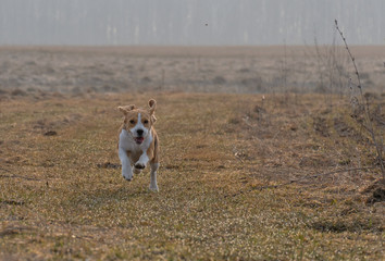 The Beagle runs and frolics at the spring walk