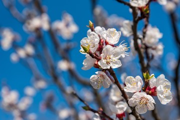 Branch of the apricot tree with white flowers in spring. Blurred natural background. Selective focus.