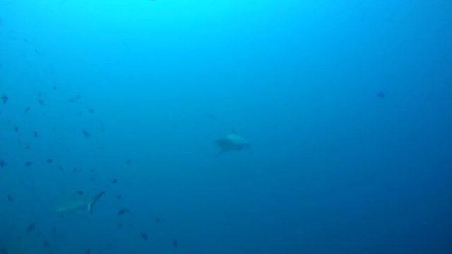 Two grey reef shark (Carcharhinus amblyrhynchos) In blue water, Indian Ocean, Maldives

