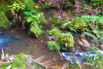 Stream in the rainforest