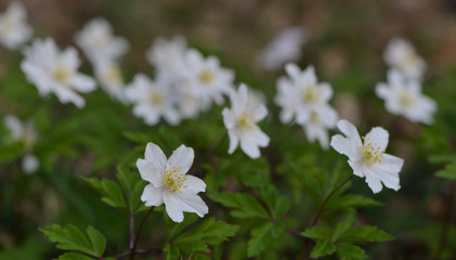 Weiße Anemonen