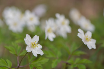 Weiße Anemonen