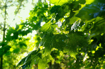 Maple leaves after spring rain