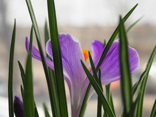 First spring flower