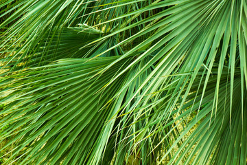 Palm leaves green texture background