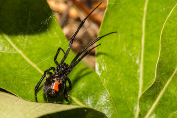 Black Widow Spider