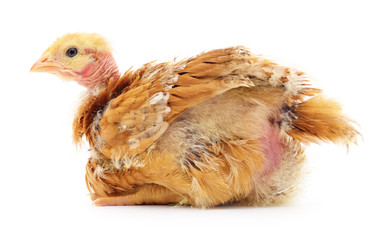 Small brown chicken.