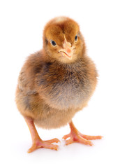 Small brown chicken.