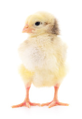 Small yellow chicken.